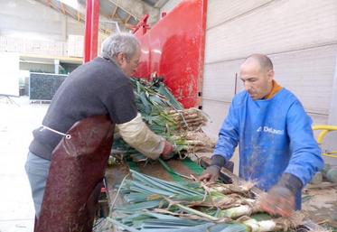 Les plants sont dans des mottes carrées d’environ 5 cm. Ils doivent être plantés un à un, puis seront irrigués au goutte à goutte.