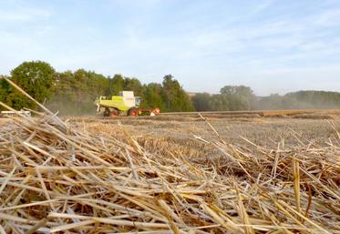 En blé, les rendements moyens oscillent entre 80 et 100 q/ha et les poids spécifiques battent des records.