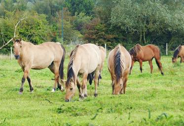 Pour Emmanuel Biallais, «le cheval peut être un acteur majeur du développement des territoires». 
Le Henson et son importance dans le tourisme en est la preuve.