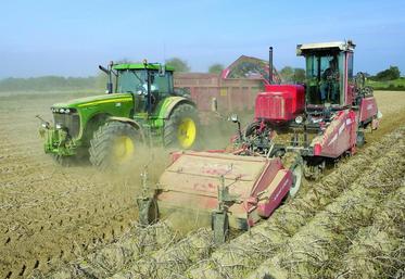 Les rendements dépassent souvent les 50 tonnes à l'hectare.