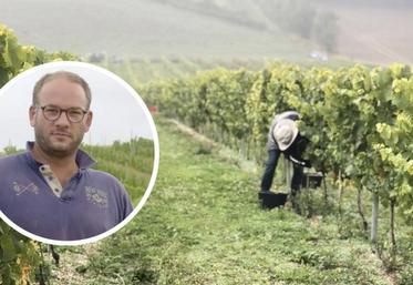 Maximilien de Wazières a pu faire une récolte «test» en 2019 : le résultat est encourageant.