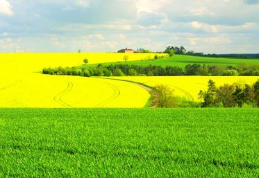 Si l’ensemble des revenus des exploitants agricoles (mesurés par le résultat courant avant impôts par actif non salarié) est en baisse de 18,7 % l’ampleur de cette réduction est particulièrement forte pour les grandes cultures (- 49,3 %).
