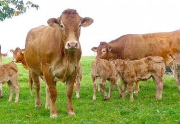 La diversité de l’agriculture française, majoritairement familiale et de taille très modeste, lui a valu, pour la troisième année consécutive, d’être reconnue comme modèle le plus durable au monde par The Economist. 