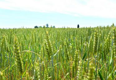 Huit jours de moisson ont suffi à la coopérative Sana Terra pour récolter l’ensemble des blés.