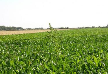 La diminution des jours froids au printemps impactera la vernalisation de la betterave. La montée à graines pourrait être fréquente. 