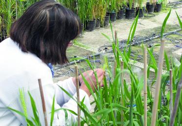 Le progrès génétique obtenu grâce aux efforts soutenus de recherche des entreprises semencières, a fait augmenter la productivité de l’agriculture française de 12 % en dix ans.