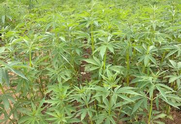 Première étape du projet : maîtriser la culture. L’étape sensible sera la récolte, en septembre.