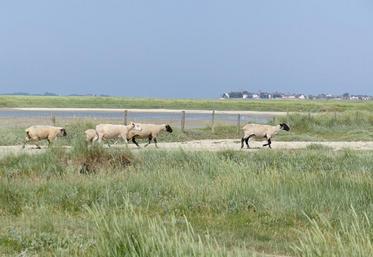 Deux problématiques majeures sont soulevées pour permettre de pérenniser l'élevage d'agneaux AOP : le manque de zones de repli et de qualité à l'abattage.