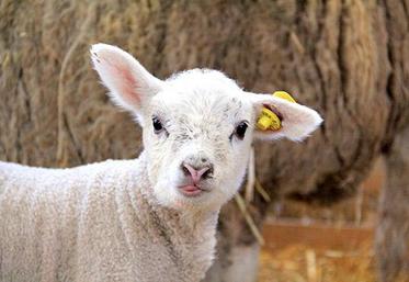 L’alimentation est un moyen pour diminuer la mortalité 
des agneaux.