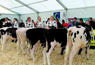 Plus de 90 vaches et génisses à haut potentiel génétique concourront à Montdidier.