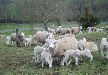 Eviter de mettre à l’herbe lors de fortes intempéries.