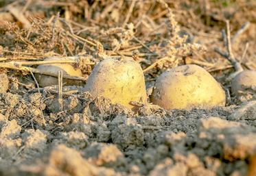 Selon les prévisions, l’Allemagne, les Pays-Bas, la Belgique, la France 
et le Royaume-Uni ne devraient pas atteindre le rendement moyen en pommes de terre. 