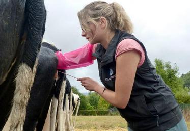 Le secret d’Anaïs pour maîtriser les vaches ? Etre calme pour les mettre en confiance.