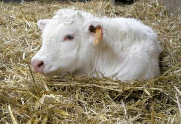 Un troupeau de femelles écornées sera plus calme et avec moins de problèmes.