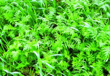 Le choix des couverts doit se faire en adéquation avec la date de semis. Ici couvert de phacélie.