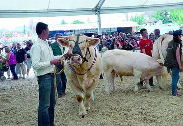 La Charolaise sera à l’honneur du festival.