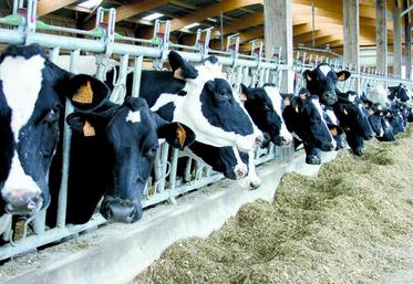 L'augmentation de la taille des élevages laitiers français s'accélère.
