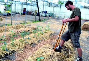 Dans la serre prêtée par Boris Pelosof, Rémy Brasseur travaille depuis un mois la terre pour préparer les cultures. 