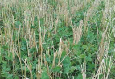 couverts inter culture