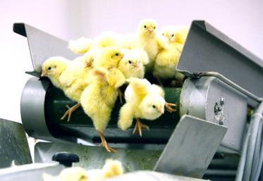 Pour accompagner les professionnels dans un investissement de «plusieurs millions d’euros», «l’État accordera 10 millions d’euros sous forme de subventions, dans la limite de 40 % du montant de chaque investissement», dans le cadre  du plan France Relance, a annoncé le ministre de l’Agriculture. 