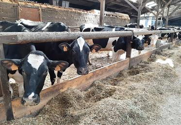 Alimentation du troupeau et augmentation de la productivité font partie des pistes d’amélioration du bilan carbone d’un atelier laitier.