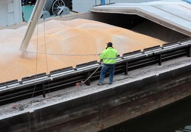 Le blé tendre présente un faible PS, avec seulement 32 % de la collecte au-dessus de 76 kg/hl, selon les résultats provisoires d’une enquête à l’entrée des silos.