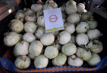 Un total de 3,7 tonnes de choux a pu être récolté et récupéré  par les associations d’aide alimentaire. 