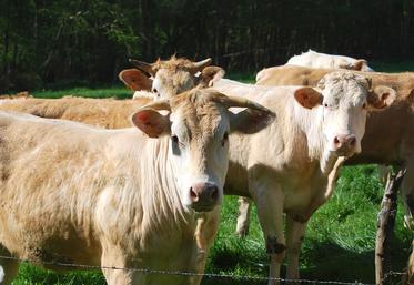 Le Label rouge, sésame pour obtenir une meilleure rémunération des animaux de boucherie ? Les espoirs d’Interbev Hauts-de-France sont forts. 