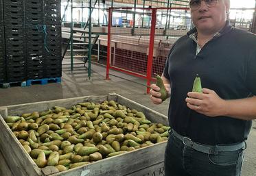 Dans les vergers de la Somme et de l’Aisne, la récolte a débuté «il y a une quinzaine de jours, ce qui représente huit jours d’avance», poursuit M. Lietard, avec des fruits «à maturité, et bien chargés en sucre». Les poires sont les premiers fruits à être réceptionnés. 