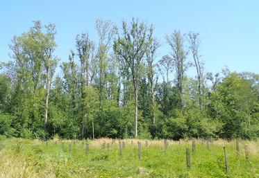 Face aux aléas sanitaires (dans le fond, frênaies impactées par la chalarose),  la forêt doit être renouvelée (plantation au premier plan). 