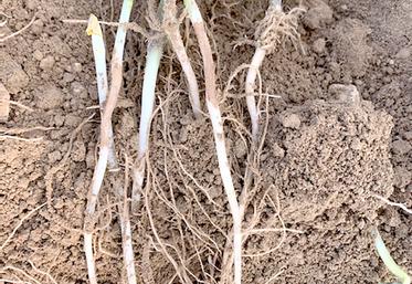 Présence de rhizoctone brun sur tiges de pommes de terre.