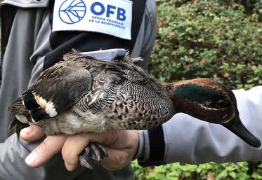 «Au cours de la saison 2021-2022, une attention particulière a été portée  au dialogue avec les instances cynégétiques», souligne la préfecture de la Somme dans une communication du 31 mars. 