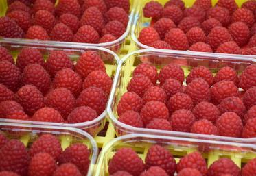 Fragiles par nature, les framboises sont principalement cultivées sous serres, afin d’être préservées des aléas climatiques. Il existe de nombreuses variétés de framboises, elles peuvent ainsi être plus ou moins grosses, sucrées, fermes, rouges  ou encore blanches.