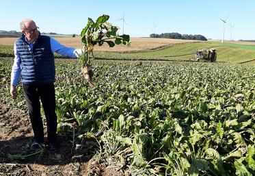 Dans le bassin d’approvisionnement de la sucrerie de Sainte-Émilie, rendement de racines et richesse en sucre sont au rendez-vous de la campagne 2021. 
