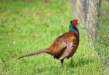 L’année 2020 a été marquée par une succession de crises pour les éleveurs  de gibier français.