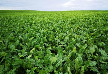 betteraves arrachages