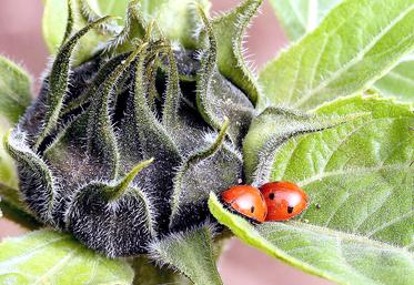 La gamme de biosolutions de Ternoveo compte désormais 80 produits  qui permettent d’aider les plantes à se défendre des agressions.