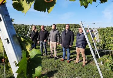 Responsables de l’entreprise de négoce Ternoveo et du groupe Advitam ont participé le mercredi 28 septembre aux premières vendanges des vignes plantées en 2020, chez Laurent Sellié, l’un des onze néo-viticulteurs engagés dans la création  d’une filière viticole régionale par Ternoveo. 