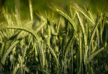 La récolte 2022 est aujourd’hui incertaine. 