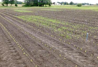 Le principe des plantes-appâts : semer une plante compagne du maïs 
pour qu’elle attire les larves de taupins et permette ainsi au maïs d’esquiver une partie des attaques.