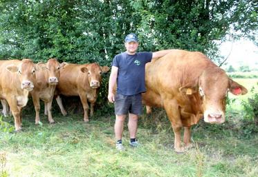 Le Nordiste Emmanuel Pouleur entend rassembler les éleveurs régionaux de vaches de la race Limousine et accompagner son développement.