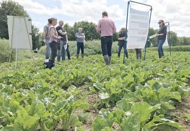 Tour de plaine, le 14 juin, chez Pascal Lemaire, installé à Boffles (62) dans le Ternois, qui cultive 13 ha de betteraves biologiques.