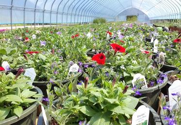 90 % des fleurs achetées en France restent actuellement produites à l'étranger.