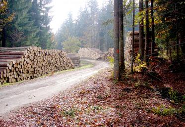 La forêt dans les Hauts-de-France représente 446 000 ha (13 % du territoire). Elle est majoritairement détenue par des propriétaires privés (70 %), au nombre de 120 000.