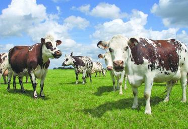 Le Centre national de référence sur le bien-être aura pour mission d’apporter un appui scientifique et technique à l’ensemble des acteurs de la filière, notamment aux éleveurs, et de contribuer à la diffusion des résultats de la recherche et des innovations techniques.