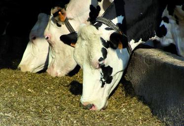 La complémentation en maïs et en concentrés doit être ajustée et contrôlée au plus près.