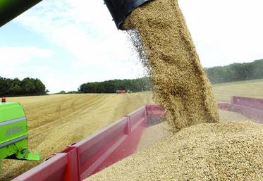 Plusieurs parcelles ont donné jusqu’à 120 quintaux de grains !