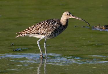 La chasse du courlis cendré reste interdite pour la saison 2020-2021, sur l'ensemble du territoire national.