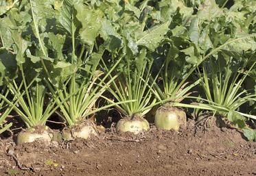 Tereos, Cristal Union et Saint Louis Sucre ont fait quelques annonces à leurs planteurs concernant les prix des betteraves.