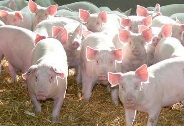 L’arrêt d’activité d’un certain nombre d’ateliers porcins semble «être en recul», constate l’URGPP. 